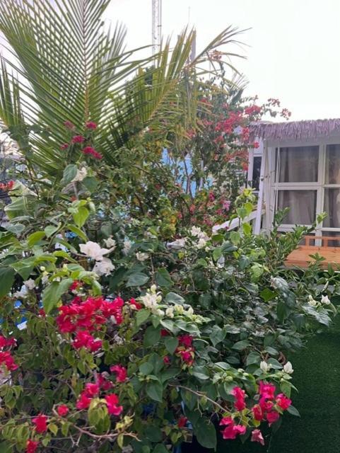 Rooftop Inn ماليه المظهر الخارجي الصورة